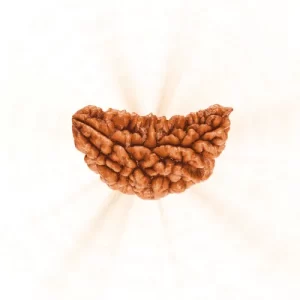 1 Mukhi Rudraksha