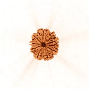 10 Mukhi Rudraksha