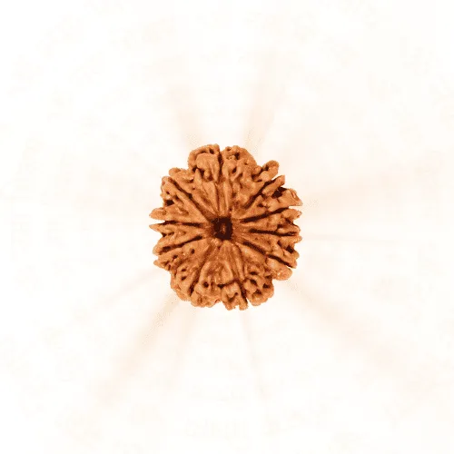 10 Mukhi Rudraksha