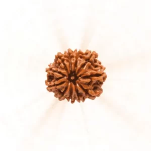 11 Mukhi Rudraksha
