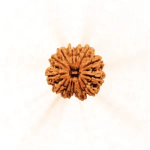12 Mukhi Rudraksha