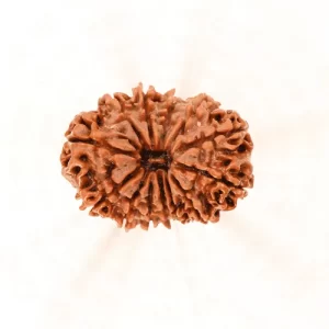 13 Mukhi Rudraksha