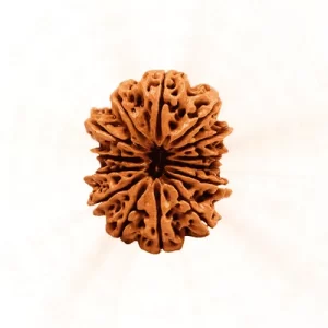 14 Mukhi Rudraksha