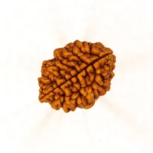2 Mukhi Rudraksha