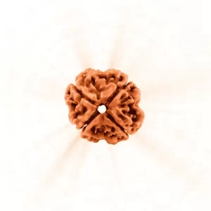 4 Mukhi Rudraksha