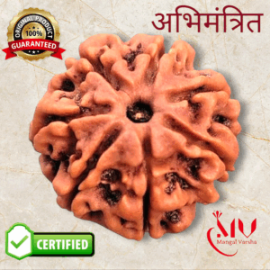 7 Mukhi Rudraksha