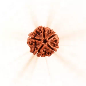 5 Mukhi Rudraksha