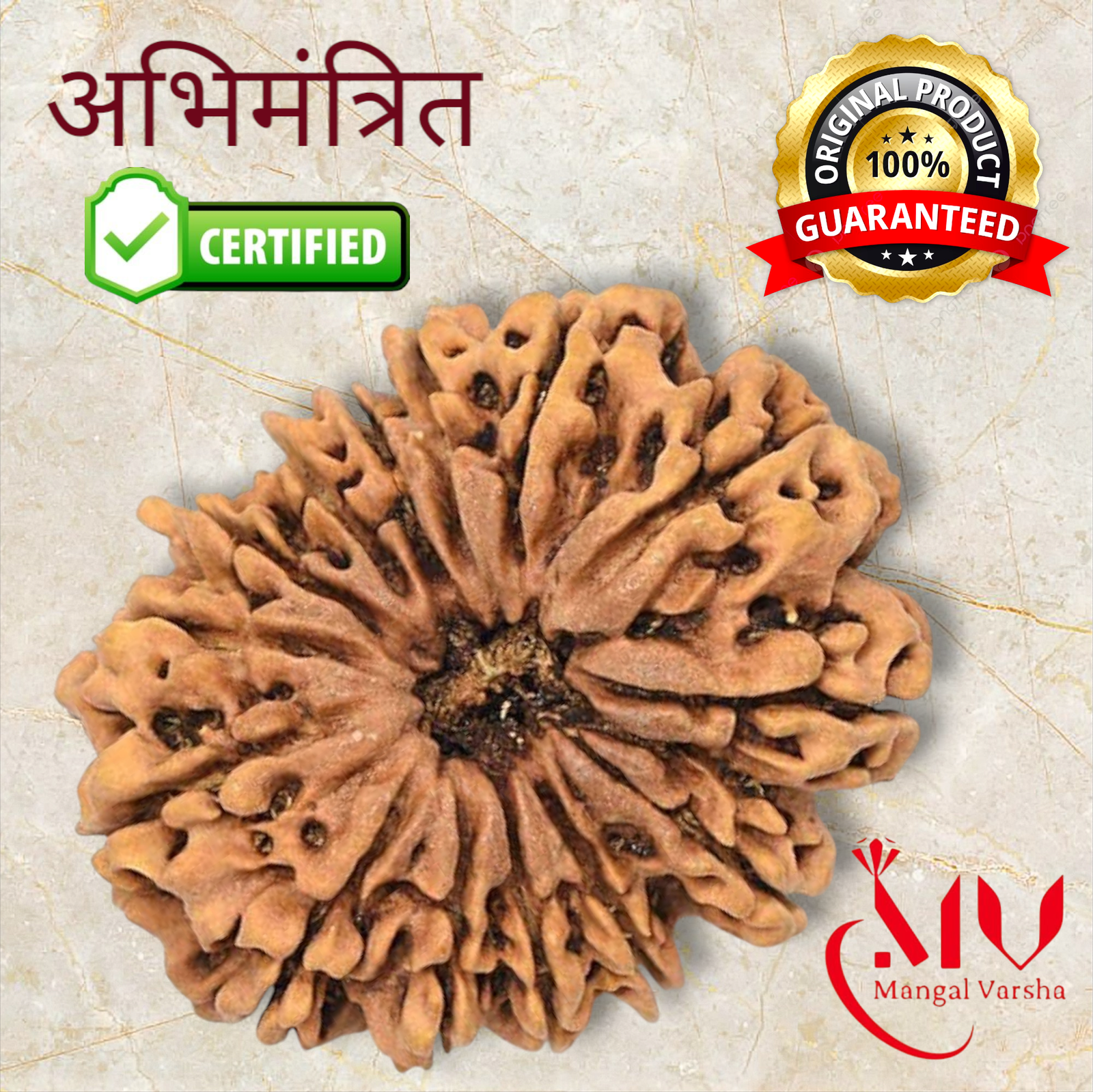 14 Mukhi Rudraksha