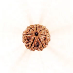6 Mukhi Rudraksha