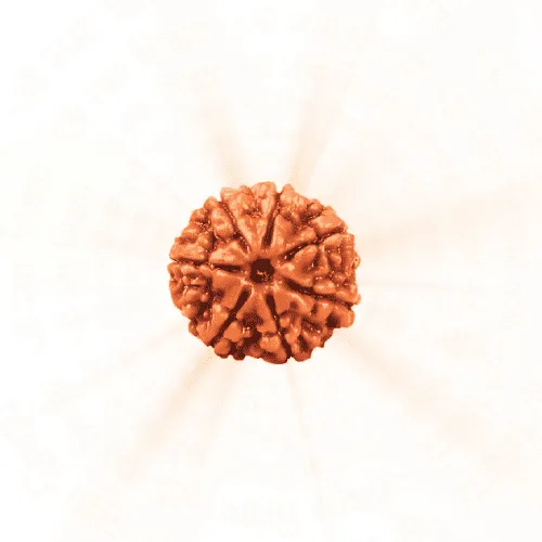 7 Mukhi Rudraksha