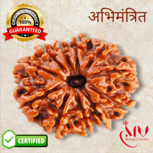 11 Mukhi Rudraksha