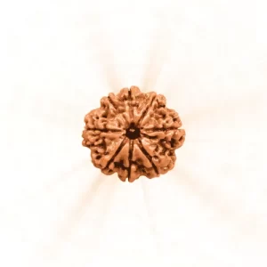 8 Mukhi Rudraksha