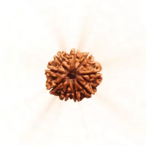 9 Mukhi Rudraksha