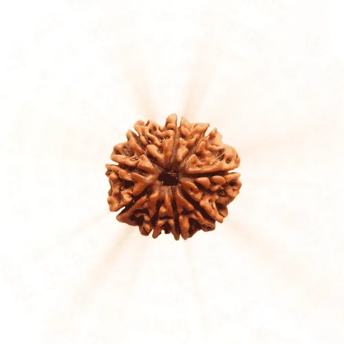 9 Mukhi Rudraksha