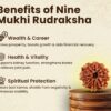 9 Mukhi Rudraksha - Image 2