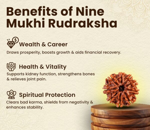 9 Mukhi Rudraksha - Image 2
