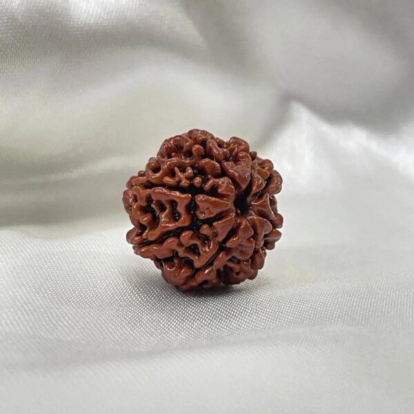 9 Mukhi Rudraksha - Image 3