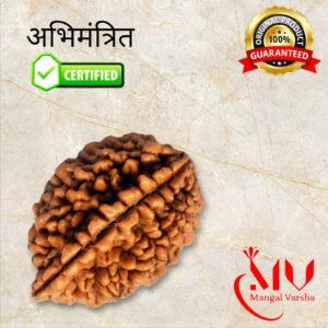 2 Mukhi Rudraksha
